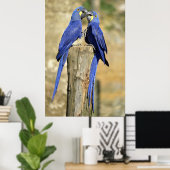 Zwei Hyacinth Macaws Poster (Heimbüro)
