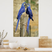 Zwei Hyacinth Macaws Poster (Küche)