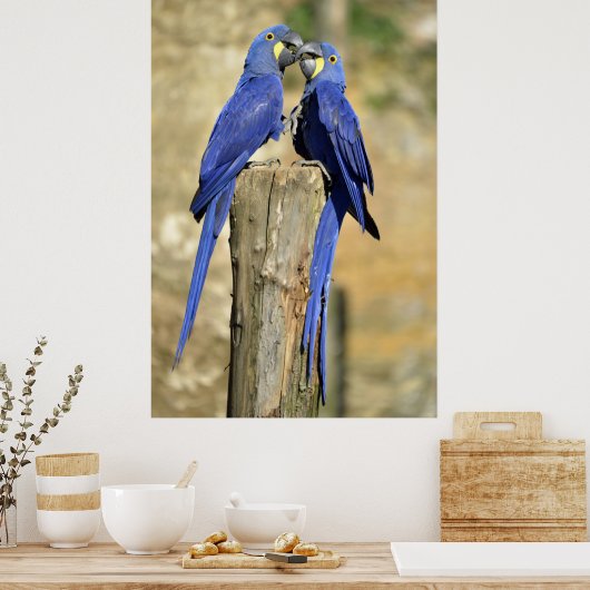 Zwei Hyacinth Macaws Poster (Küche)