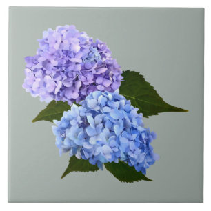 Zwei Hydrangea Lavender und Blau Fliese