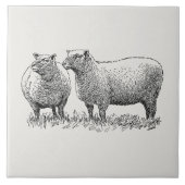 Zwei Illustrierte Schafe Fliese (Vorderseite)