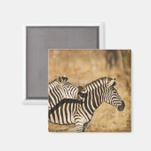 Zwei im Gras stehende Zebras Magnet (Vorderseite/Rückseite)