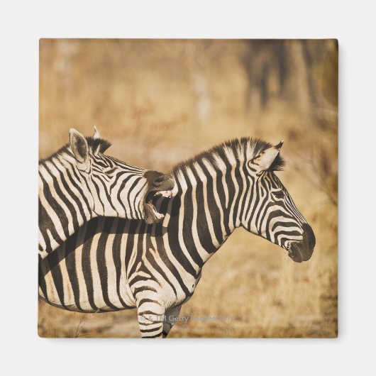 Zwei im Gras stehende Zebras Magnet (Vorne)