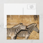 Zwei im Gras stehende Zebras Postkarte (Vorne/Hinten)