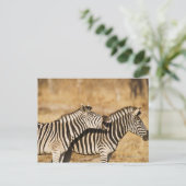 Zwei im Gras stehende Zebras Postkarte (Stehend Vorderseite)