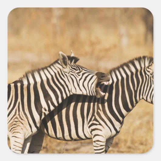 Zwei im Gras stehende Zebras Quadratischer Aufkleber (Vorderseite)