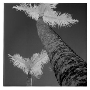 Zwei Infrarot-Palmen. Fliese