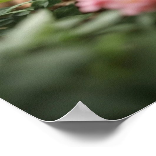 Zwei Ingwer Kätzchen entdecken einen üppigen Garte Poster (Ecke)