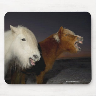 Zwei isländische Pferde Mousepad