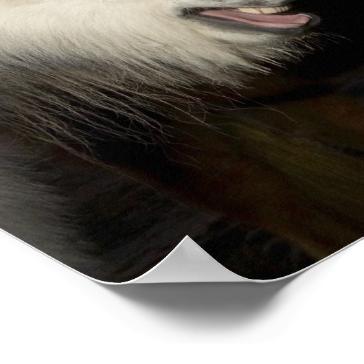 Zwei isländische Pferde Poster (Ecke)