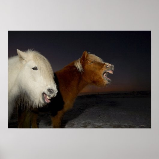 Zwei isländische Pferde Poster (Vorne)