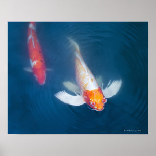 Zwei japanische Koi-Fische im Teich Poster