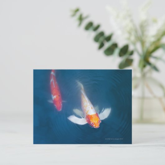 Zwei japanische koi Fische im Teich Postkarte (Stehend Vorderseite)