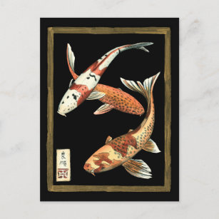 Zwei japanische Koi Goldfish auf schwarzem Hinterg Postkarte