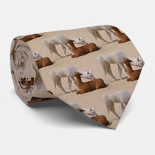 Zwei junge Alpakas Krawatte (Gerollt)