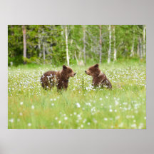 Zwei junge Braunbärenfreunde Poster