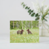 Zwei junge braune Bären in Finnland Postkarte (Stehend Vorderseite)