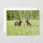 Zwei junge braune Bären in Finnland Postkarte (Vorne/Hinten)