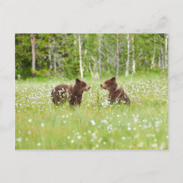 Zwei junge braune Bären in Finnland Postkarte