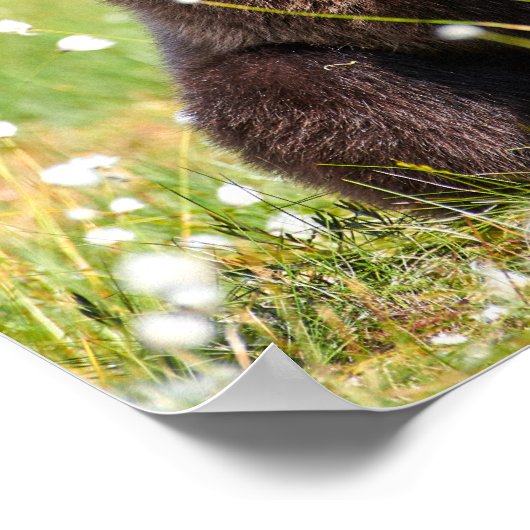 Zwei junge braune Bären sitzen Poster (Ecke)