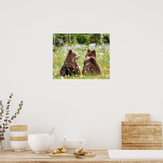 Zwei junge braune Bären sitzen Poster (Küche)