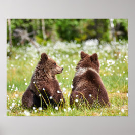 Zwei junge braune Bären sitzen Poster