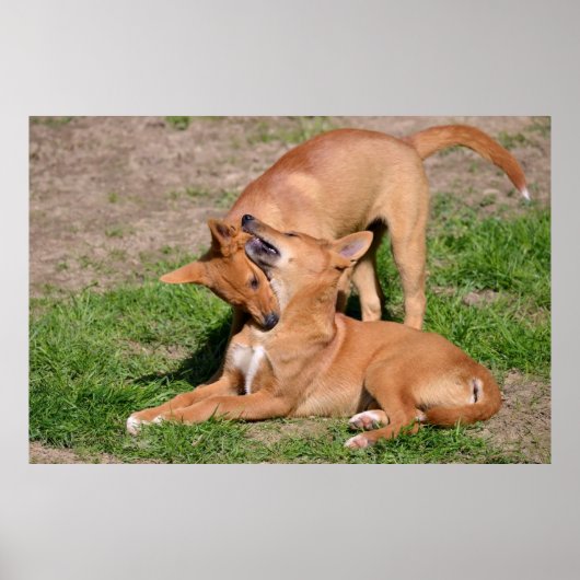 Zwei junge Dingos Poster (Vorne)