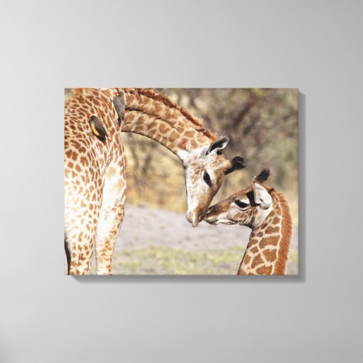 Zwei junge Giraffen Leinwanddruck (Vorderseite)