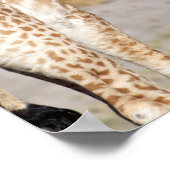 Zwei junge Giraffen Poster (Ecke)