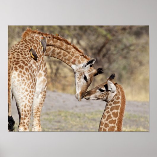 Zwei junge Giraffen Poster (Vorne)