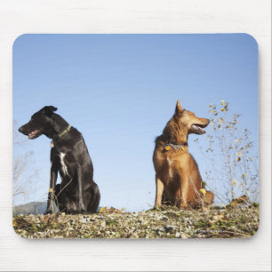 Zwei junge Hunde, die in den entgegengesetzten Mousepad