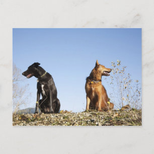Zwei junge Hunde, die in die entgegengesetzte Rich Postkarte