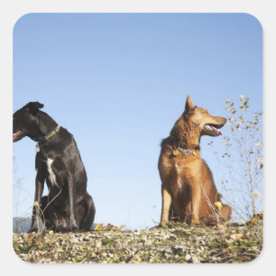 Zwei junge Hunde, die in die entgegengesetzte Rich Quadratischer Aufkleber