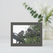 Zwei junge, langhaarige Eulen Postkarte (Stehend Vorderseite)