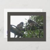 Zwei junge, langhaarige Eulen Postkarte (Vorne/Hinten)