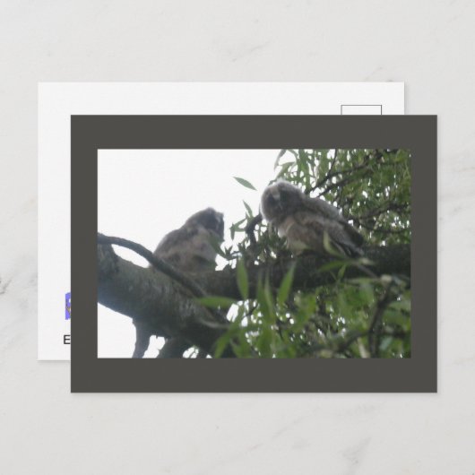 Zwei junge, langhaarige Eulen Postkarte (Vorne/Hinten)