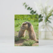 zwei junge Murmeltiere Postkarte (Stehend Vorderseite)