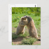 zwei junge Murmeltiere Postkarte (Vorne/Hinten)
