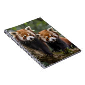 zwei junge rote Panda-Bären in einem Baum, Notizblock (Rechte Seite)
