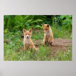 Zwei junge Rotfüchse in der Natur Poster