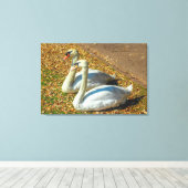 Zwei junge Schwäne im Herbstsonnenlicht Leinwanddruck (Insitu (Holzboden))