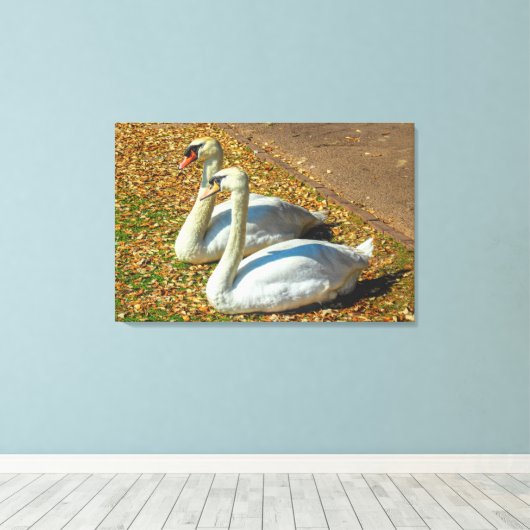 Zwei junge Schwäne im Herbstsonnenlicht Leinwanddruck (Insitu (Holzboden))