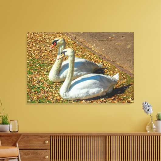 Zwei junge Schwäne im Herbstsonnenlicht Leinwanddruck (Insitu (Wohnzimmer))