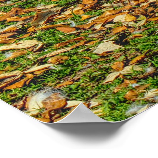 Zwei junge Schwäne im Herbstsonnenlicht Poster (Ecke)