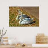 Zwei junge Schwäne im Herbstsonnenlicht Poster (Küche)