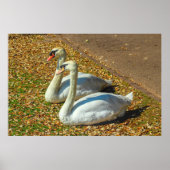 Zwei junge Schwäne im Herbstsonnenlicht Poster (Vorne)