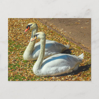 Zwei junge Schwäne im Herbstsonnenlicht. Postkarte