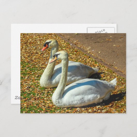 Zwei junge Schwäne im Herbstsonnenlicht. Postkarte (Vorne/Hinten)