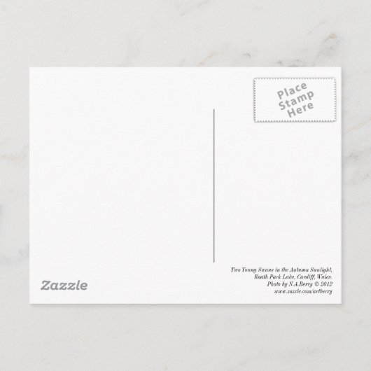 Zwei junge Schwäne im Herbstsonnenlicht. Postkarte (Rückseite)