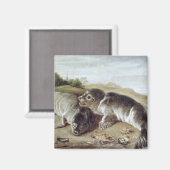 Zwei junge Siegel an der Küste, c.1650 Magnet (Vorderseite/Rückseite)